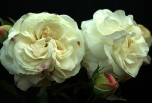 BOULE DE NEIGE (Historic) (Bourbon)